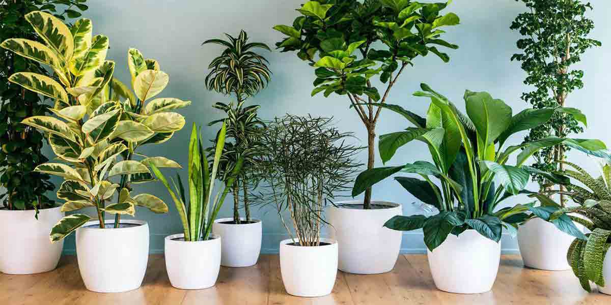 تکنسین گل و گیاه