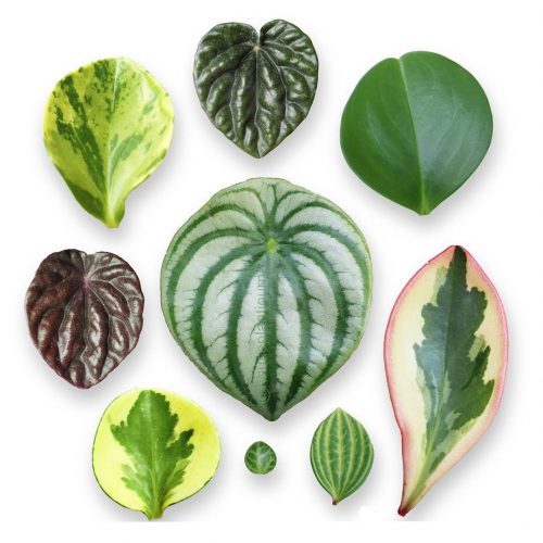 گل و گیاه خانگی کاهش فشار خون