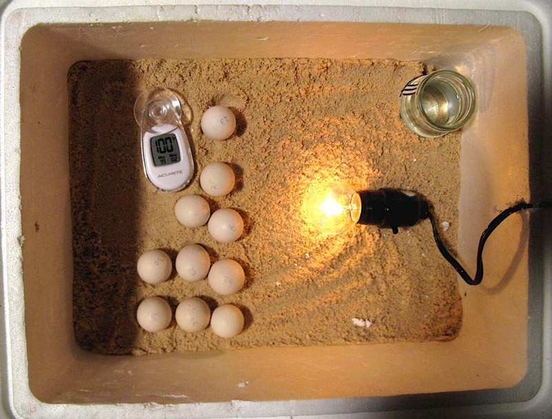 دستگاه جوجه کشی خانگی