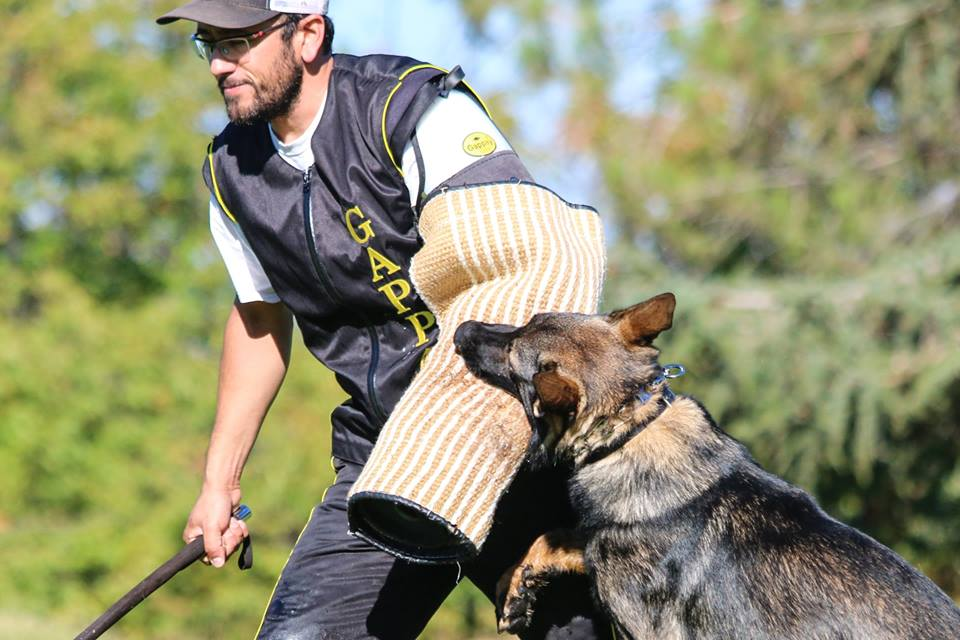 کسب و کار آموزش سگ