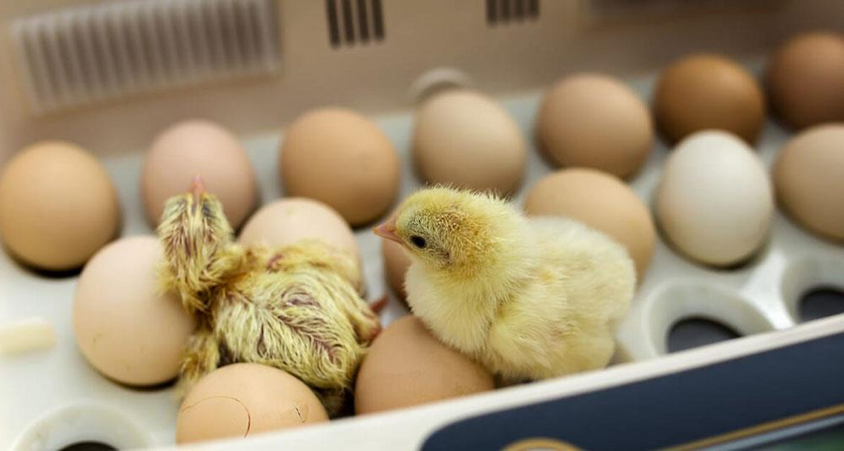 دستگاه جوجه کشی