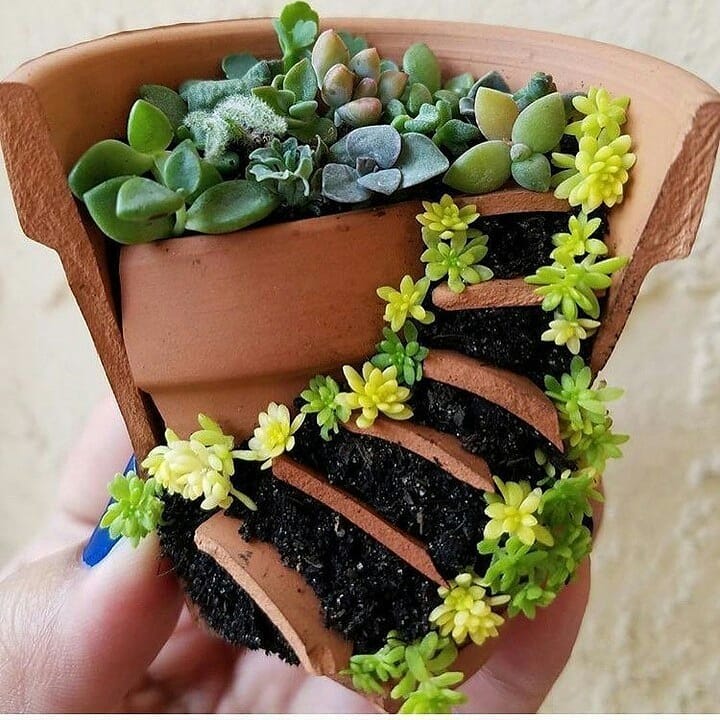 پرورش کاکتوس زینتی