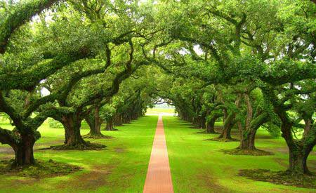 چگونگب شرکت حفاظت از درختان