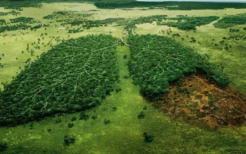 ضررات نبود درخت ها