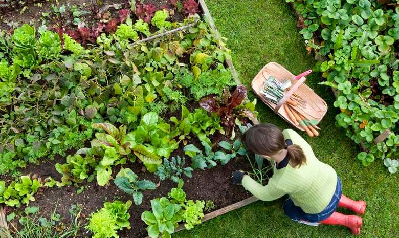 کاشت سبزی در فضای سبز شهر