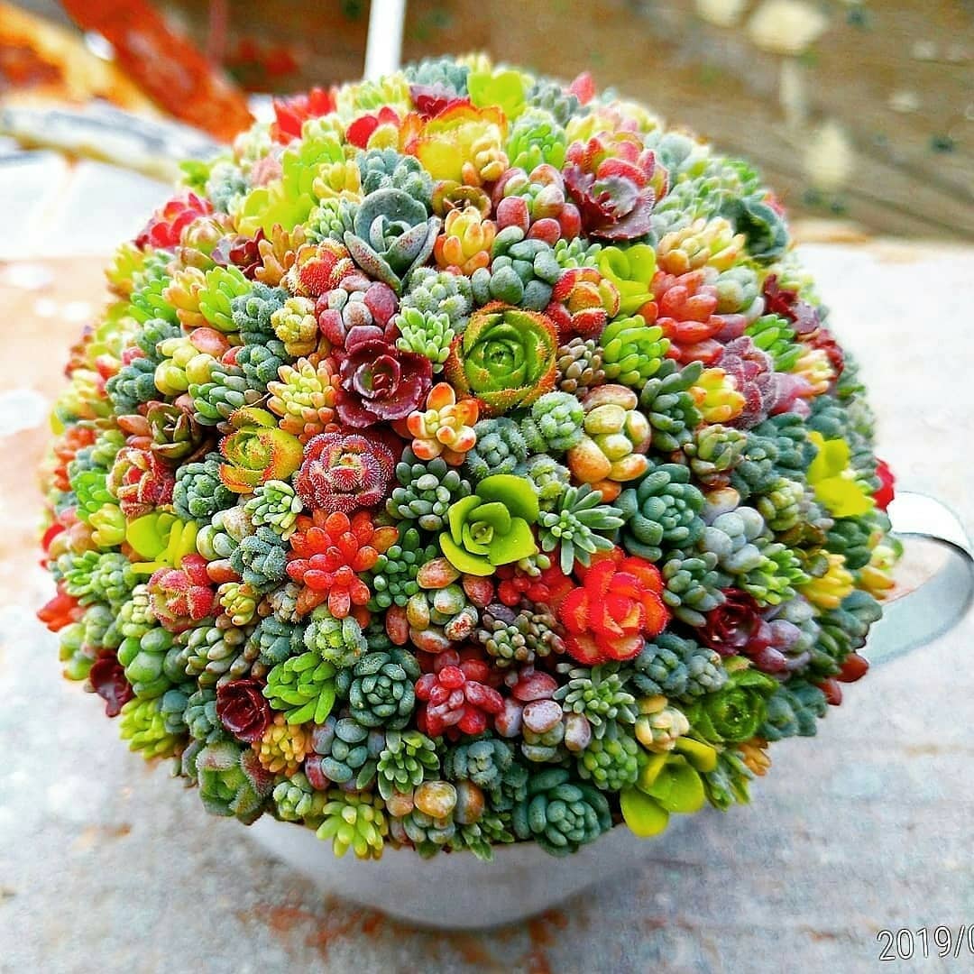 پرورش کاکتوس زینتی