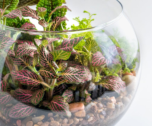 ساخت تراریوم