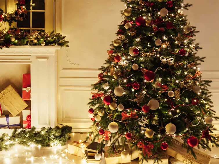 فروش درخت کاج برای کریسمس