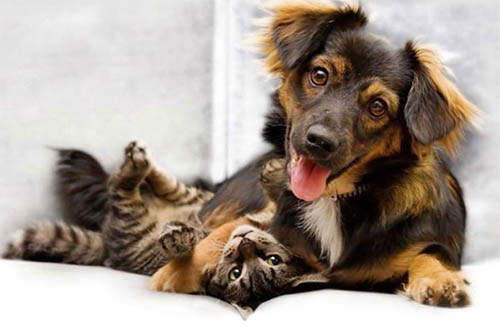 نگهداری از سگ و گربه