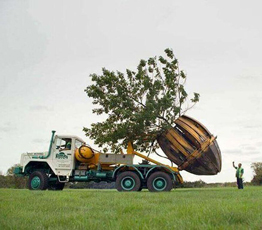 جابه جایی درختان