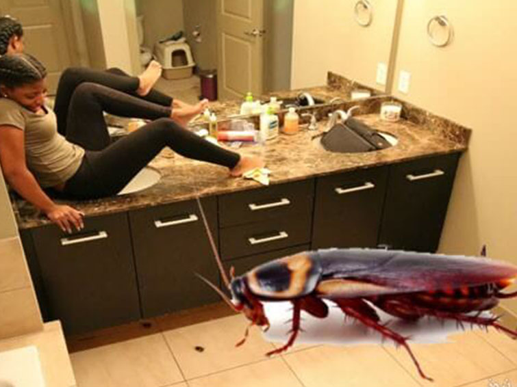  ربات گیرنده سوسک